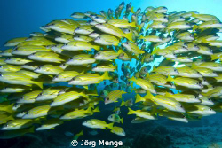 Two ways by Jörg Menge 